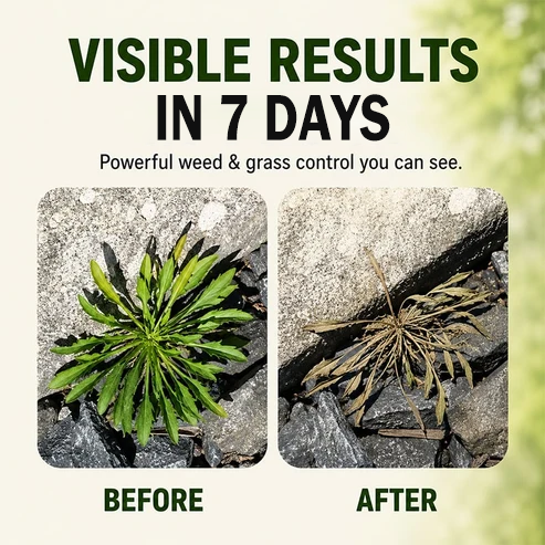 🔥Dernier jour de promotion -49 %🔥VENTE 2026 Désherbant naturel à action rapide pour mauvaises herbes et gazon✨